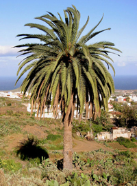 Palmera